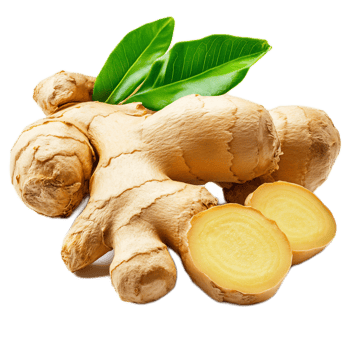 Fresh Ginger Root with Green Leaves Showcased for Culinary and Wellness Purposes png