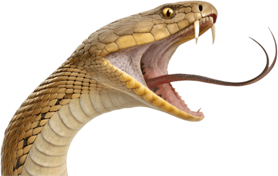 Nature Inspired Cobra Snake Clipart Collection . png