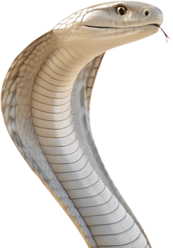 Venomous Cobra Snake Clipart for Wildlife Art . png