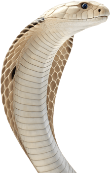 Realistic Cobra Snake Clipart Designs . png