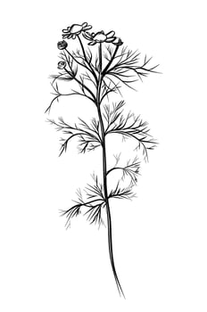 black and white hand-drawn drawing of a daisy flower vector