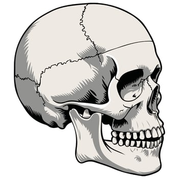 funny Human skull vector