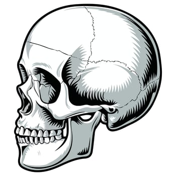 Skull illustration on white background vector