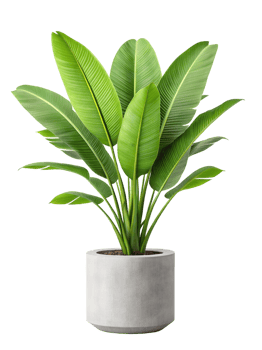 Bird of Paradise plant in a gray pot png