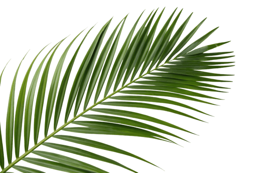 Single palm leaf on black background png