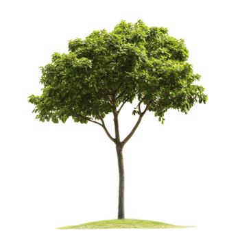Lush Green Tree in a Serene Landscape,Flourishing in Nature's Embrace png