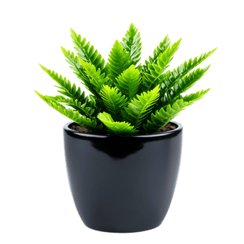 Lush Green Potted Plant for Vibrant Indoor Decor and Office Styling png