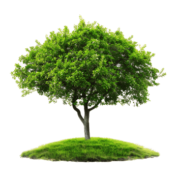 Lush Green Tree on a Grassy Knoll in a Peaceful Natural Landscape png