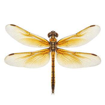 Majestic Dragonfly with Vibrant Orange and Brown Tones Captured in Detailed Macro Shot png