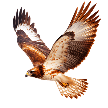 Majestic Falcon Soaring High in the Sky with Outstretched Wings png