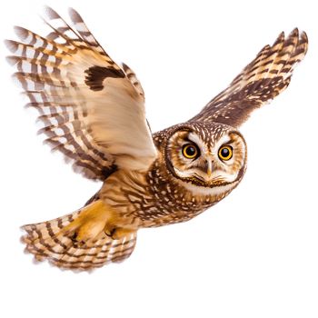 Majestic Owl in Flight with Outstretched Wings Silhouetted Against Sky at Dusk png