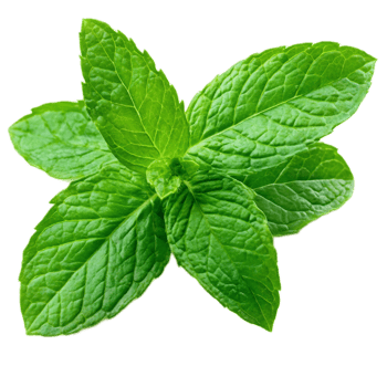 Fresh Green Mint Leaves Closeup in Natural Environment png