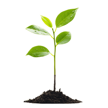 Lush Green Seedling Sprouting from Soil with Vibrant Leaves png