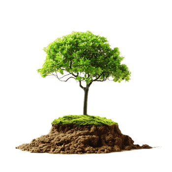 Lush Green Tree Growing on Earthy Mound in Serene Outdoor Setting png