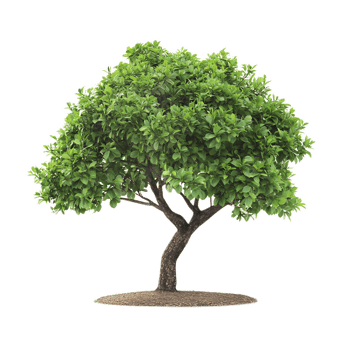 Lush Green Tree with Flourishing Foliage in Natural Outdoor Landscape png