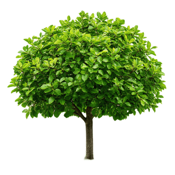 Lush Green Tree with Thriving Foliage in Natural Environment png
