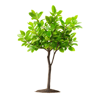 Lush Green Tree with Vibrant Foliage in Natural Environment png