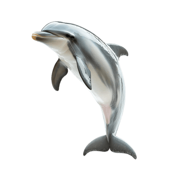 Graceful dolphin leaping in a calm stance png