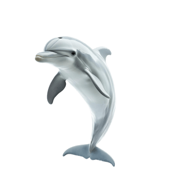 Playful ocean dolphin isolated in a clear background png