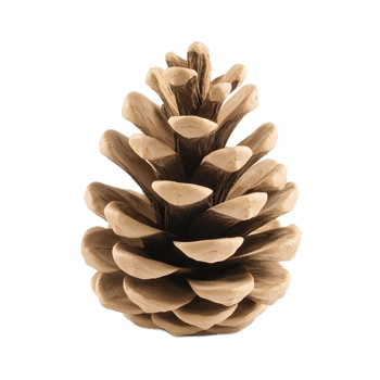 Detailed Closeup of a Symmetrical Pine Cone Displaying Its Intricate Natural Patterns and Textures png