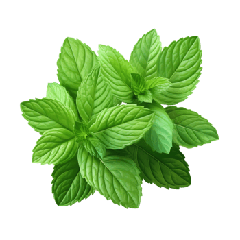 Bunch of fresh green mint leaves with a slightly wrinkled surface png