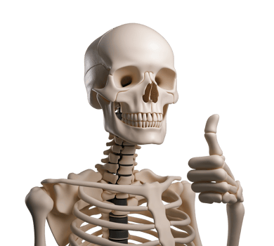 Realistic human skeleton giving thumb up transparent image. Medical anatomy. Humorous anatomical model isolated cutout 3d render. Skeletal gesture cut out clipart design element png