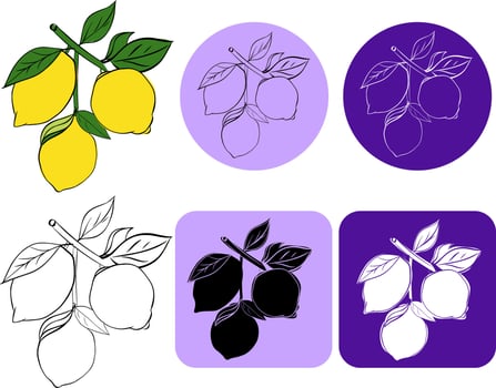 isolated lemon tree brunch with lemons logo. Graphic line ink illustration colorless black and white contour line easy drawing for you business, web, package, sticker, prints vector
