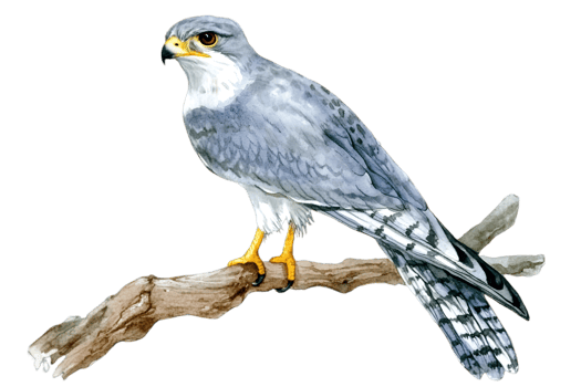 Grey Falcon Perched on Brown Branch Isolated on Black Background Detailed Feather Illustration Wildlife Bird Predator with Yellow Eyes png