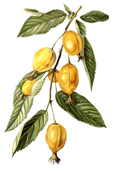 Illustration of Branch with Yellow Fruits and Green Leaves on Transparent Background Detailed Botanical Art Vintage Style png