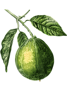 Illustration of Round Green Fruit with Leaves and Branch on Transparent Background Botanical and Vintage Style Detailed Depiction of Natural Food png