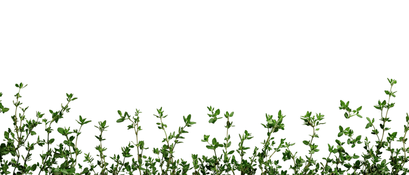 Minimalist Herb Frame with Thyme Sprigs Isolated on a Transparent Background png