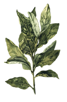 Isolated Green Leaf Branch on Transparent Background Botanical Illustration Detailed Foliage Herbal Graphic Design Element png