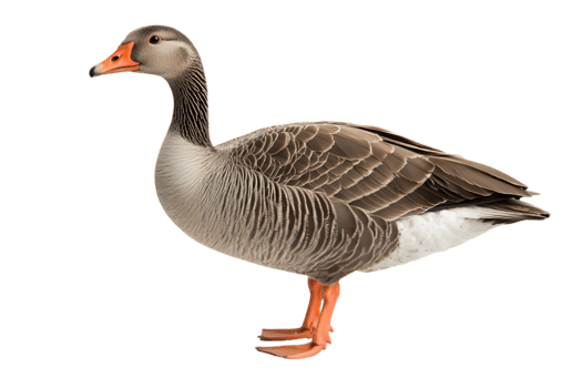 Isolated Greylag Goose with Gray Feathers and Orange Beak Standing on Transparent Background in a Side View Close Up Portrait png