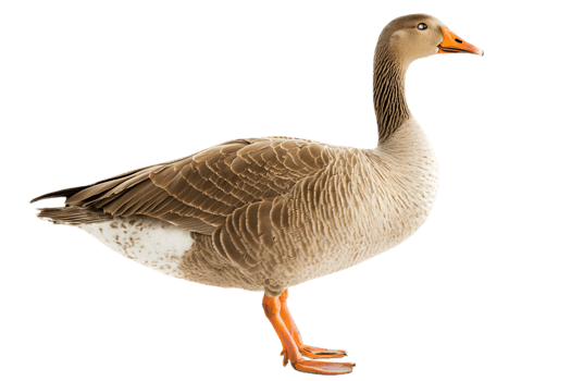 Isolated Goose with Gray Feathers and Orange Beak Standing on a Transparent Background in Natural Lighting Side View Close Up png