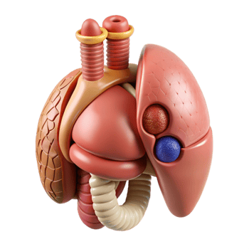 impressive artistic Artificial Organ Design Concept Illustration Isolated Element premium png