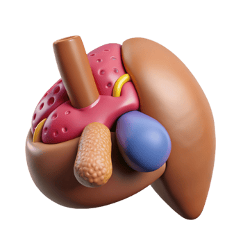 beautiful modern Bioprinting Organ Tissue 3d Render Cutout genuine png
