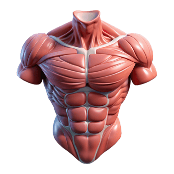 vibrant vintage Biorobotic Torso Muscular Structure Isolated high resolution png