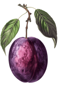 Isolated Purple Plum Fruit on a Branch with Leaves in Transparent Background png
