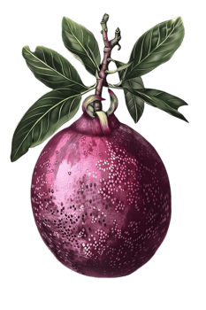 Isolated Ripe Purple Plum Fruit on Branch with Green Leaves Against Transparent Background in a Vibrant Botanical Illustration Still Life Artwork png