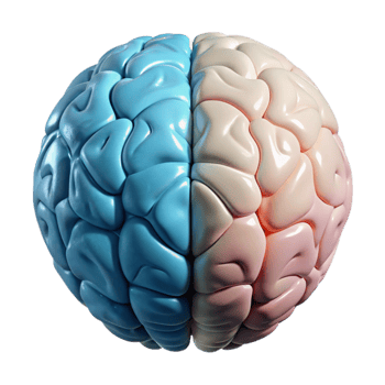 impressive modern Brain Hemispheres Left and Right View Isolated Element high quality png