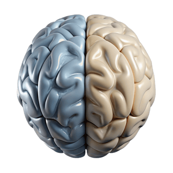 magnificent minimalist Brain Hemispheres Left and Right View Isolated Element professional png