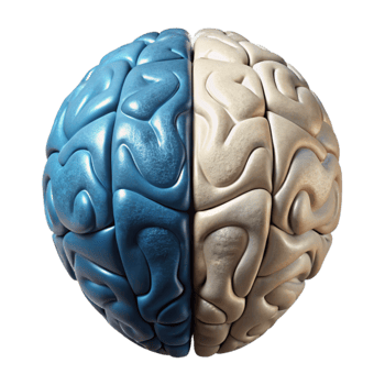 elegant creative Brain Hemispheres Left and Right View Isolated Element high quality png