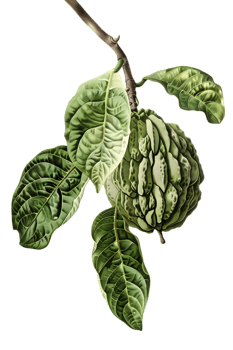 Isolated Sugar Apple Annona Squamosa with Green Leaves on a Black Background Tropical Still Life png