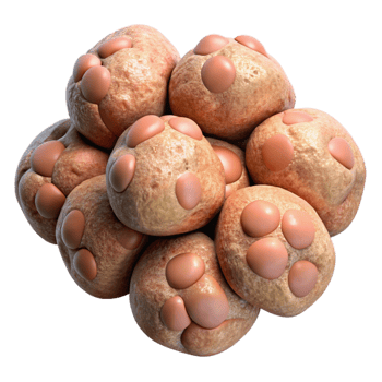 stunning vintage Cellular Agriculture Nuggets Overhead View Cutout original png