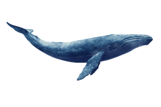 Majestic Humpback Whale Swimming Freely in a Transparent Background Illustration Isolated Blue Aquatic Giant Creature In Open Water png