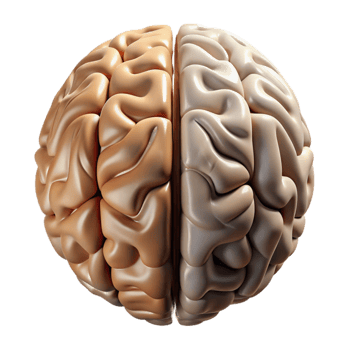 serene creative Conceptual Art Brain Divided Cutout 4K png