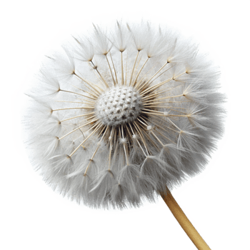 beautiful minimalist Dandelion Seed Head Fluffy White Transparent premium png