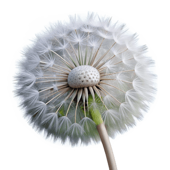 beautiful abstract Dandelion Seed Head Fluffy White Transparent professional png