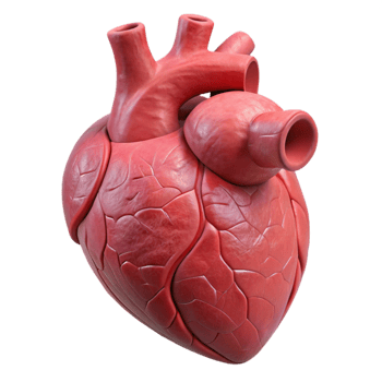 stunning artistic D Printed Organ Heart Shape Realistic Texture Isolated original png