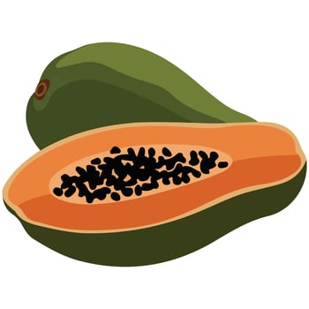 Papaya fruit illustration on white background vector